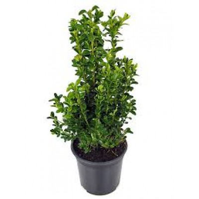 Buxus in pot maat 20-25 cm