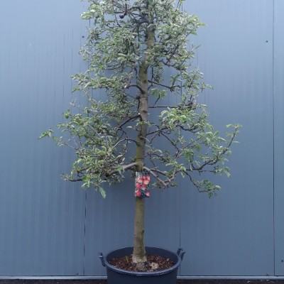 Malus Elstar 20-30 C110